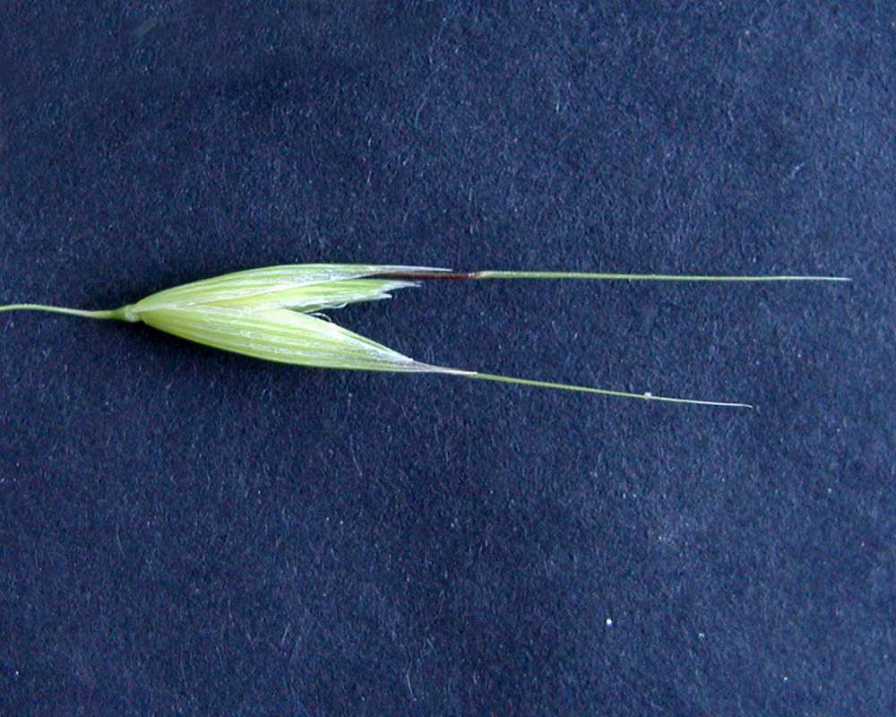 Single Spikelet<br>(Location of Picture: Cook Lake, Washington, 2006)