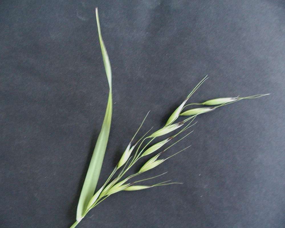 Top Of Plant in  Bloom<br>(Location of Picture: Cook Lake, Washington, 2006)