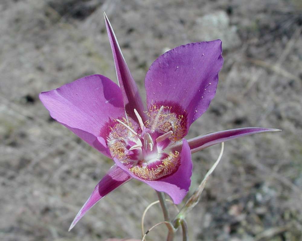 Flower - Angle View<br>(Location of Picture: Cook Lake, Washington, 2006)