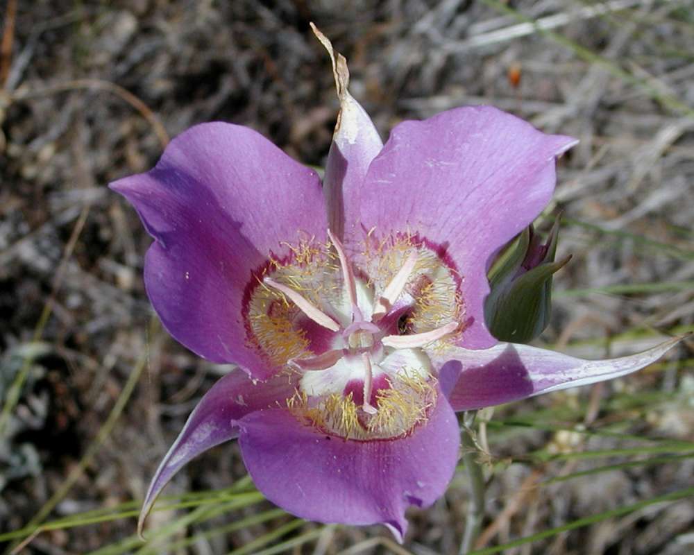 Flower - Front View<br>(Location of Picture: Cook Lake, Washington, 2006)