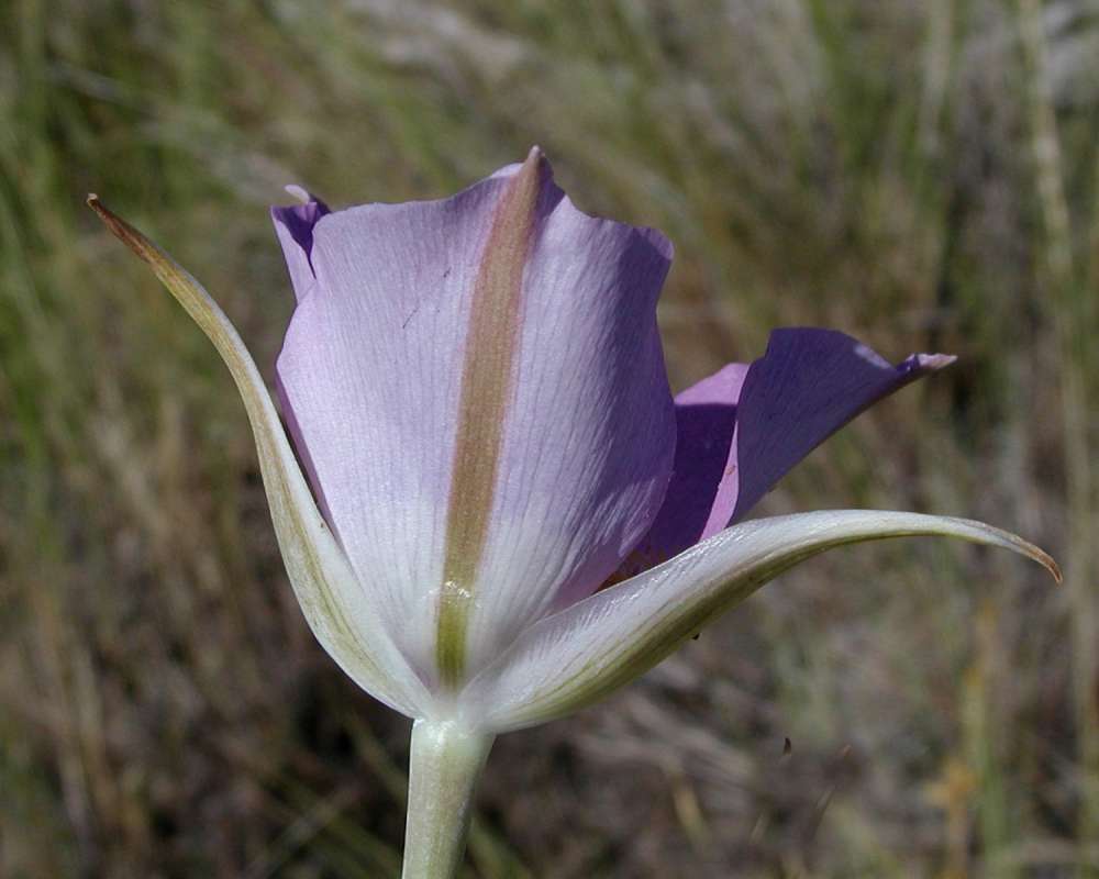 Flower - Side View<br>(Location of Picture: Cook Lake, Washington, 2006)
