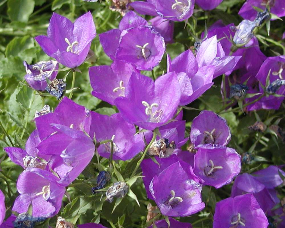 Purple Flowers<br>(Location of Picture: Garden, Shady Creek, Wa, 2006)
