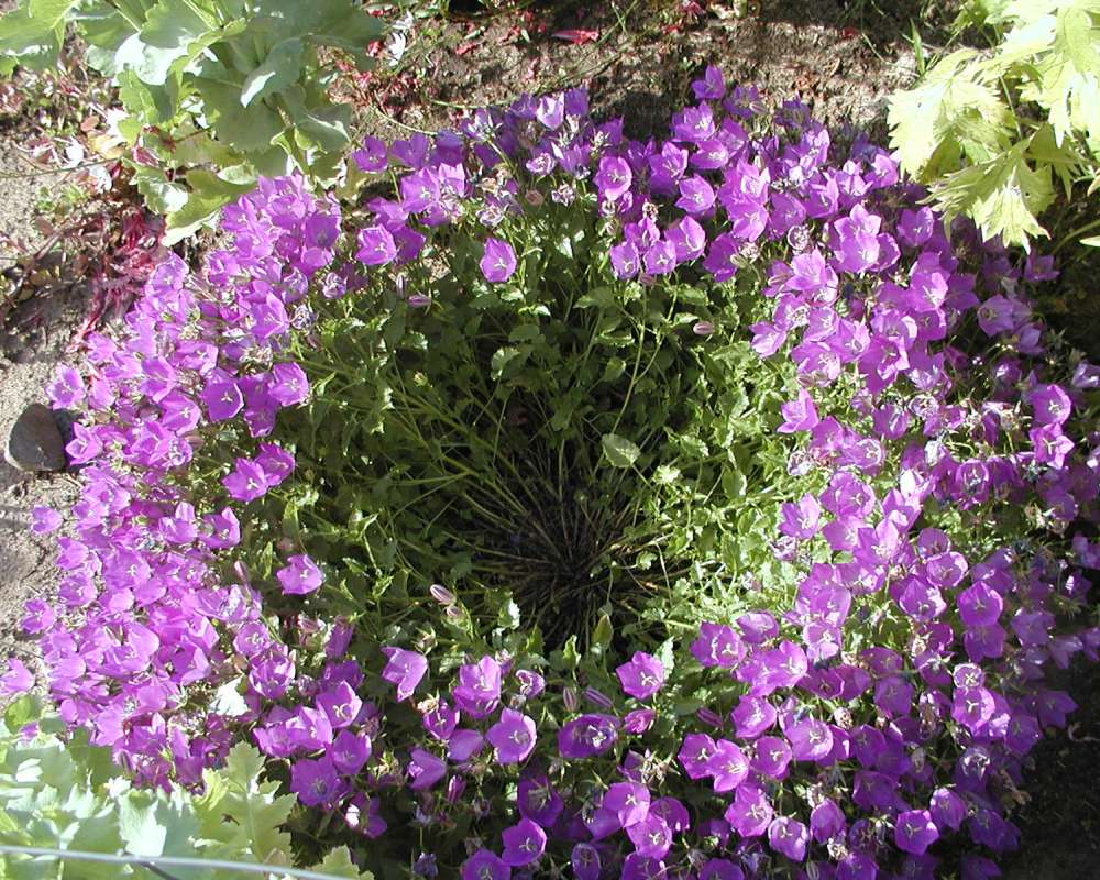 Garden View - Purple Flowers<br>(Location of Picture: Garden, Shady Creek, Wa, 2006)