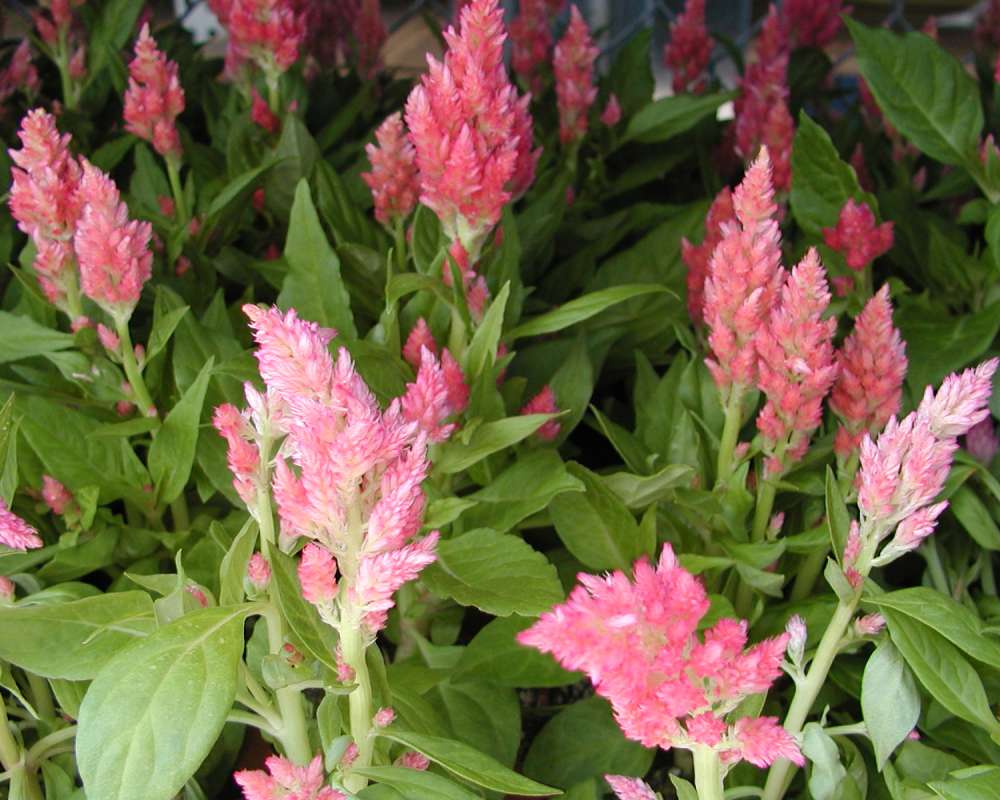 Plants in  Bloom<br>(Location of Picture: Ornamental, Shady Creek, Wa, 2006)