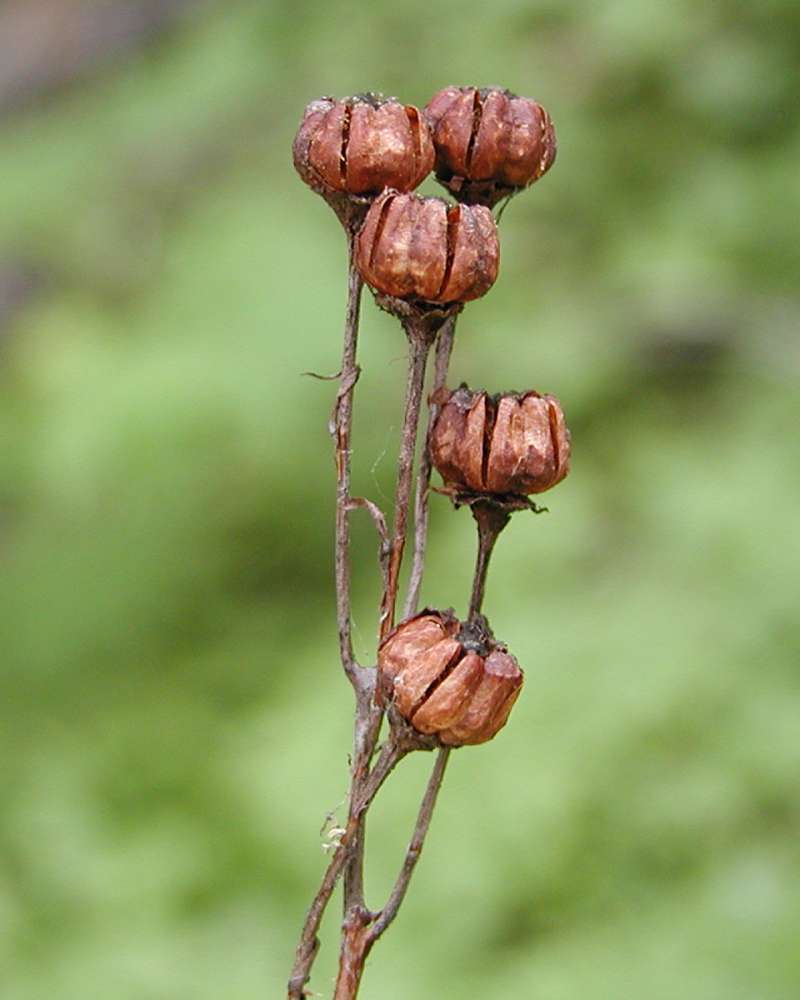Seed Pods<br>(Location of Picture: Conconully, Washington, 2006)