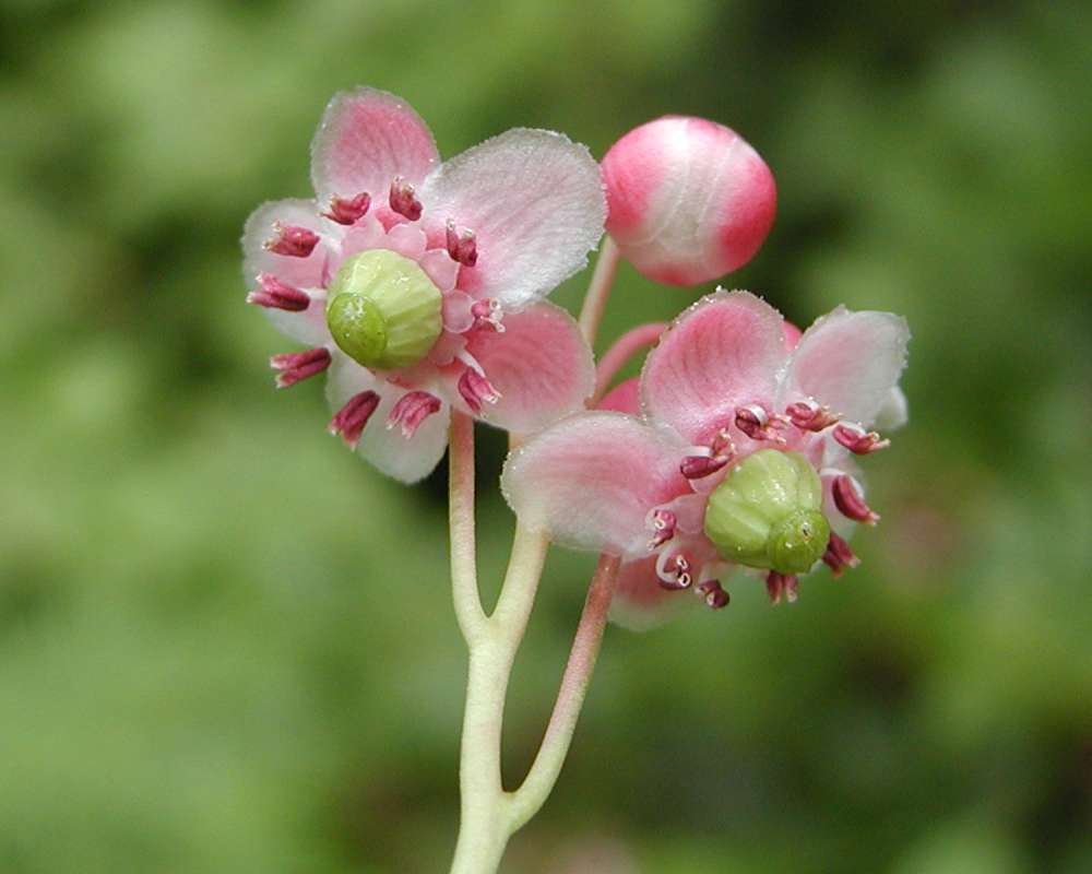 Flowers<br>(Location of Picture: Conconully, Washington, 2006)