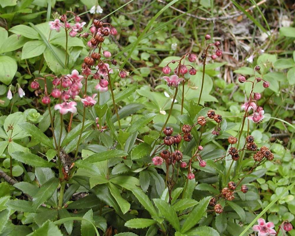 Top Of Plants in  Bloom<br>(Location of Picture: Conconully, Washington, 2006)