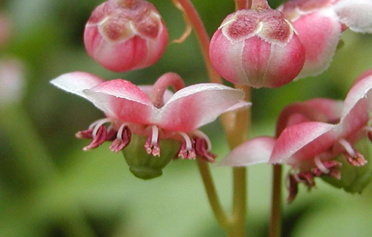 Flower - Sdie View<br>(Location of Picture: Conconully, Washington, 2006)