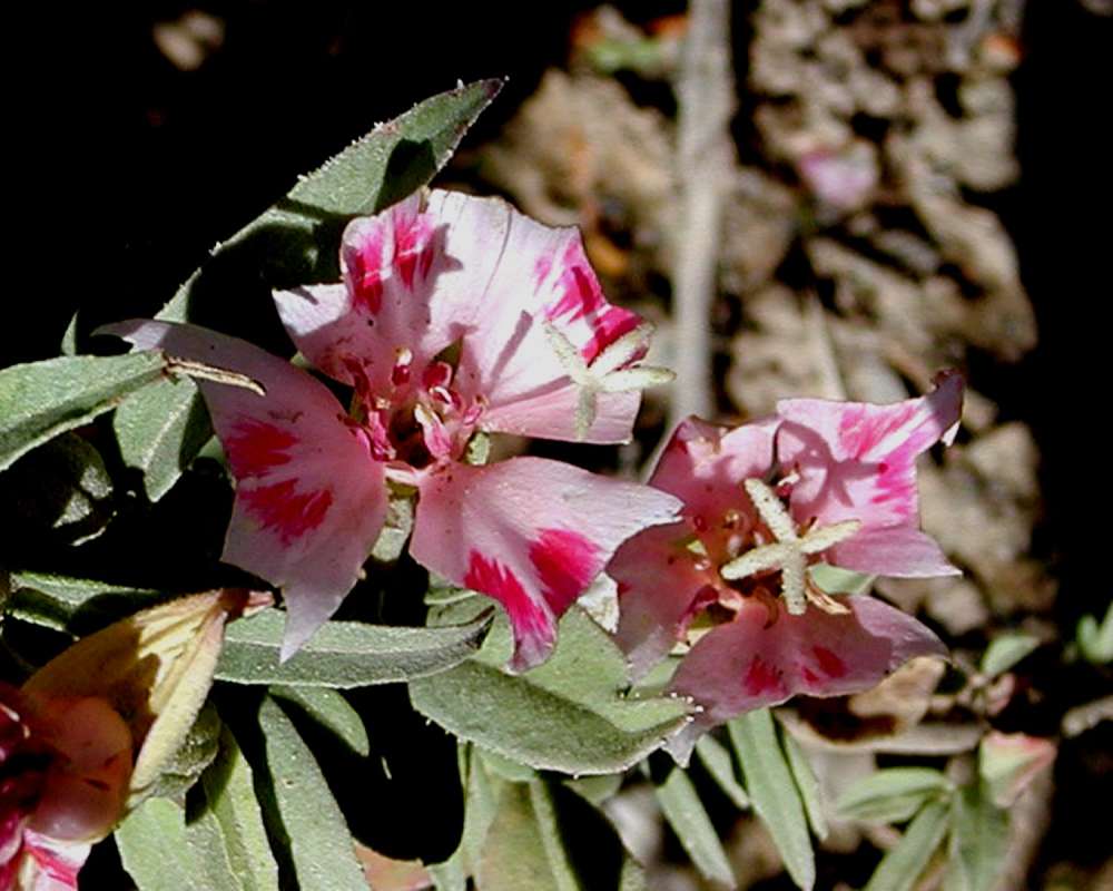 Flower and Leaves<br>(Location of Picture: Garden, Omak, Washington, USA, '06)