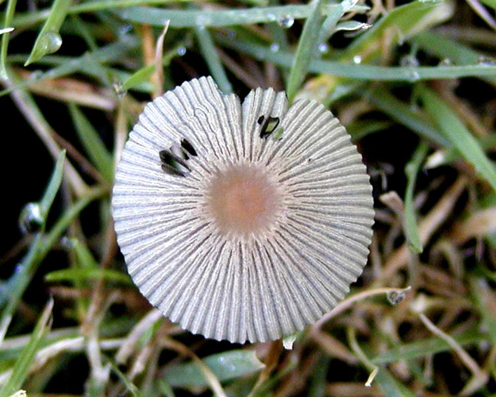 Top View in  Lawn<br>(Location of Picture: Okanogan, Washington, USA, 2006)