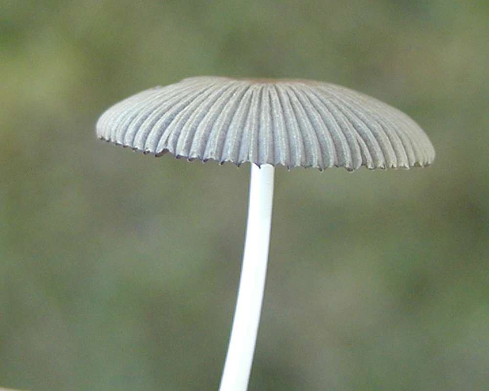 Side View<br>(Location of Picture: Okanogan, Washington, USA, 2006)