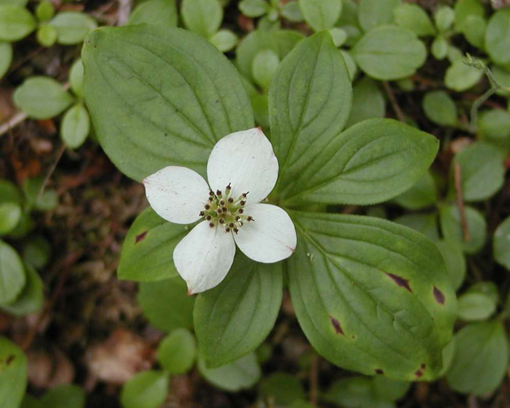Top Of Plant in  Bloom<br>(Location of Picture: Conconully, Washington, USA, 2006)