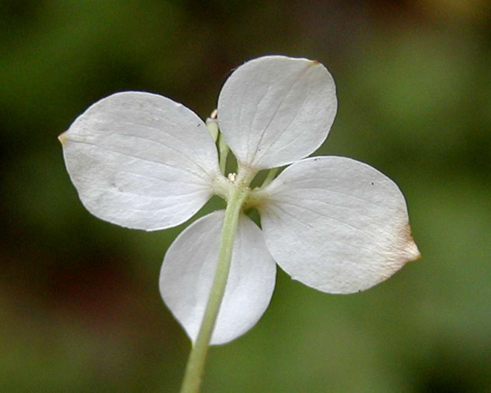 Flower - Rear View<br>(Location of Picture: Conconully, Washington, USA, 2006)