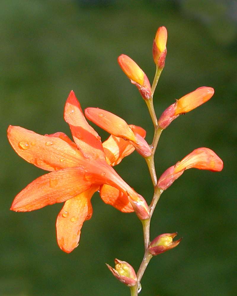 Flower Stalk<br>(Location of Picture: Ornamental, Okanogan, Wa, USA, '06)