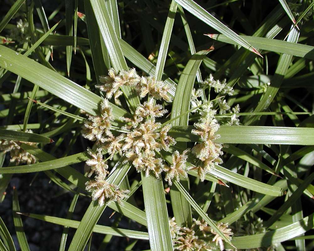 Top View of Top of Plant<br>(Location of Picture: Garden, Shady Creek)
