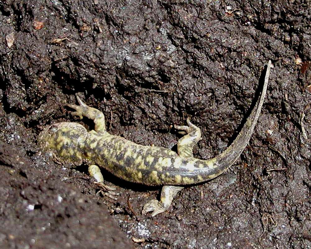 In Habitat<br>(Location of Picture: Coyote Creek, Wa, USA, 2006)