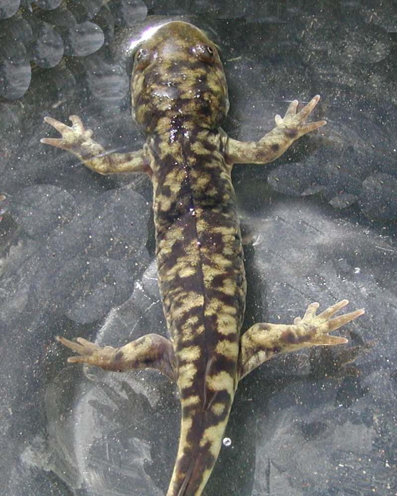 Front and Top View<br>(Location of Picture: Coyote Creek, Wa, USA, 2006)
