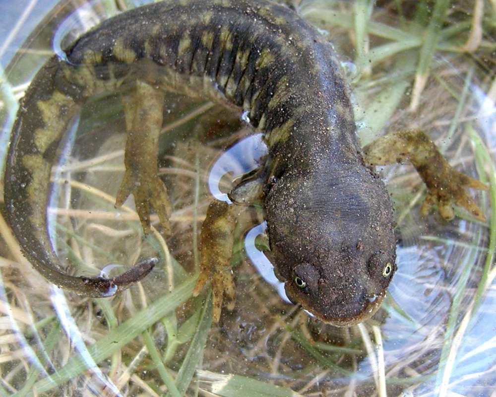 Front View<br>(Location of Picture: Coyote Creek, Wa, USA, 2006)