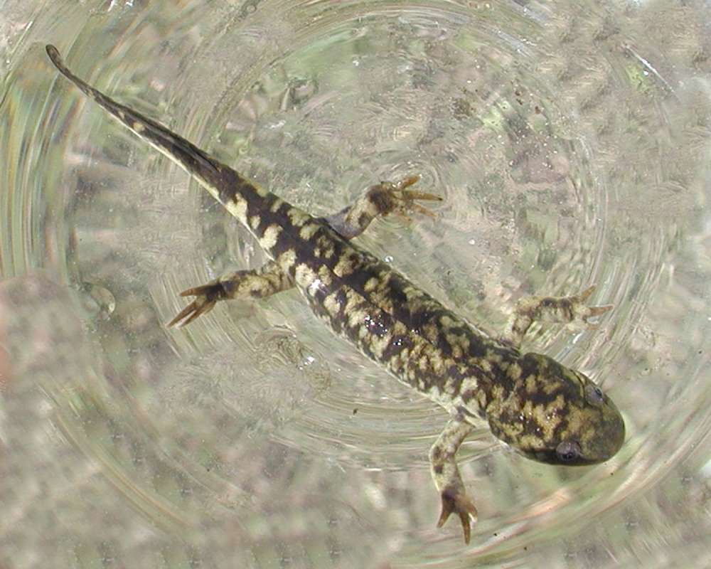 Dorsal View<br>(Location of Picture: Coyote Creek, Wa, USA, 2006)