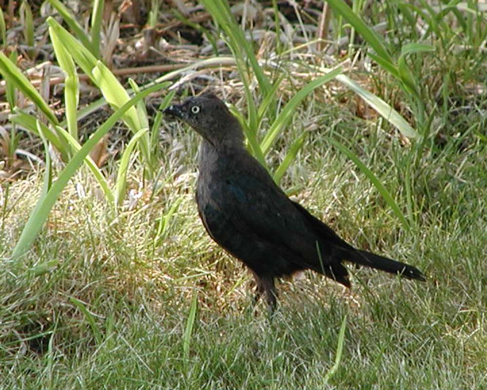 Male On Lawn<br>(Location of Picture: Okanogan, Wa, USA, 2006)