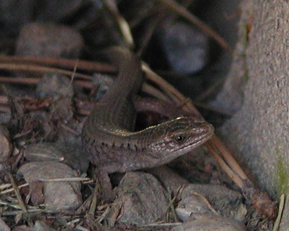 Side View Of Head in  Habitat<br>(Location of Picture: Neville Ridge, Washington, 2006)