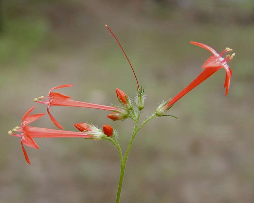 Top Of Plant in  Bloom<br>(Location of Picture: Conconully, Wa, USA, 2006)