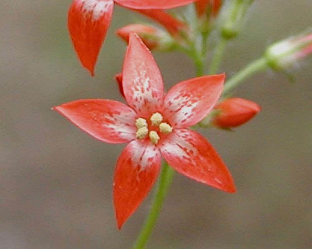 Flower - Front View<br>(Location of Picture: Conconully, Wa, USA, 2006)