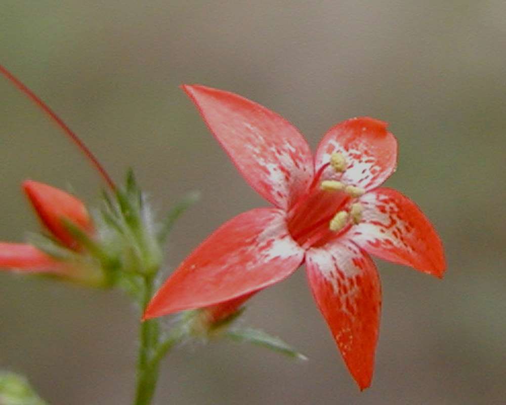 Flower - Angle View<br>(Location of Picture: Conconully, Wa, USA, 2006)