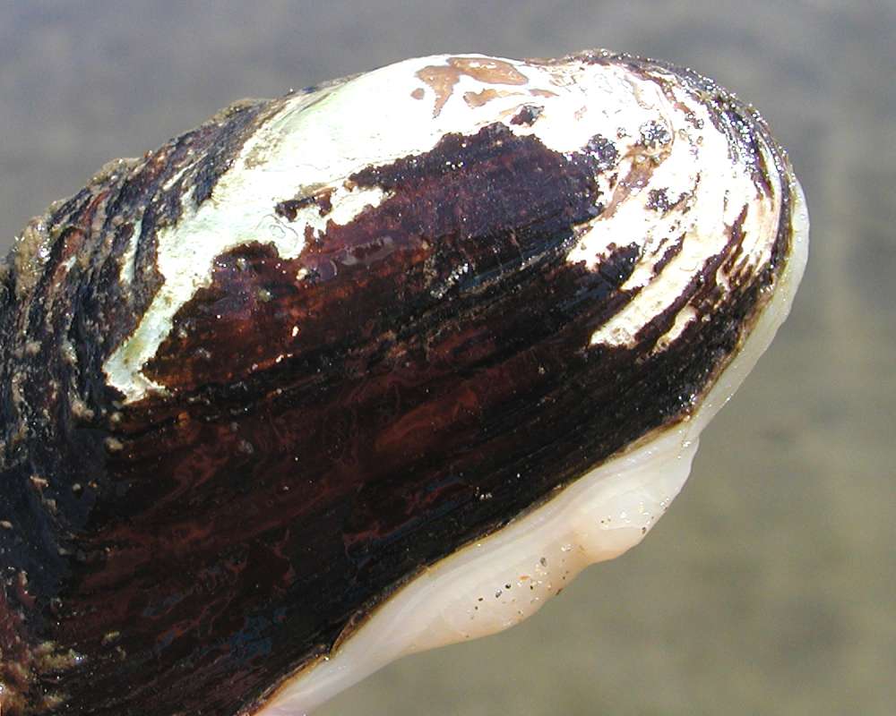 Alive - Clsoe View Of Shell<br>(Origin of the Specimen: Okanogan River, Wa, USA, 2006)