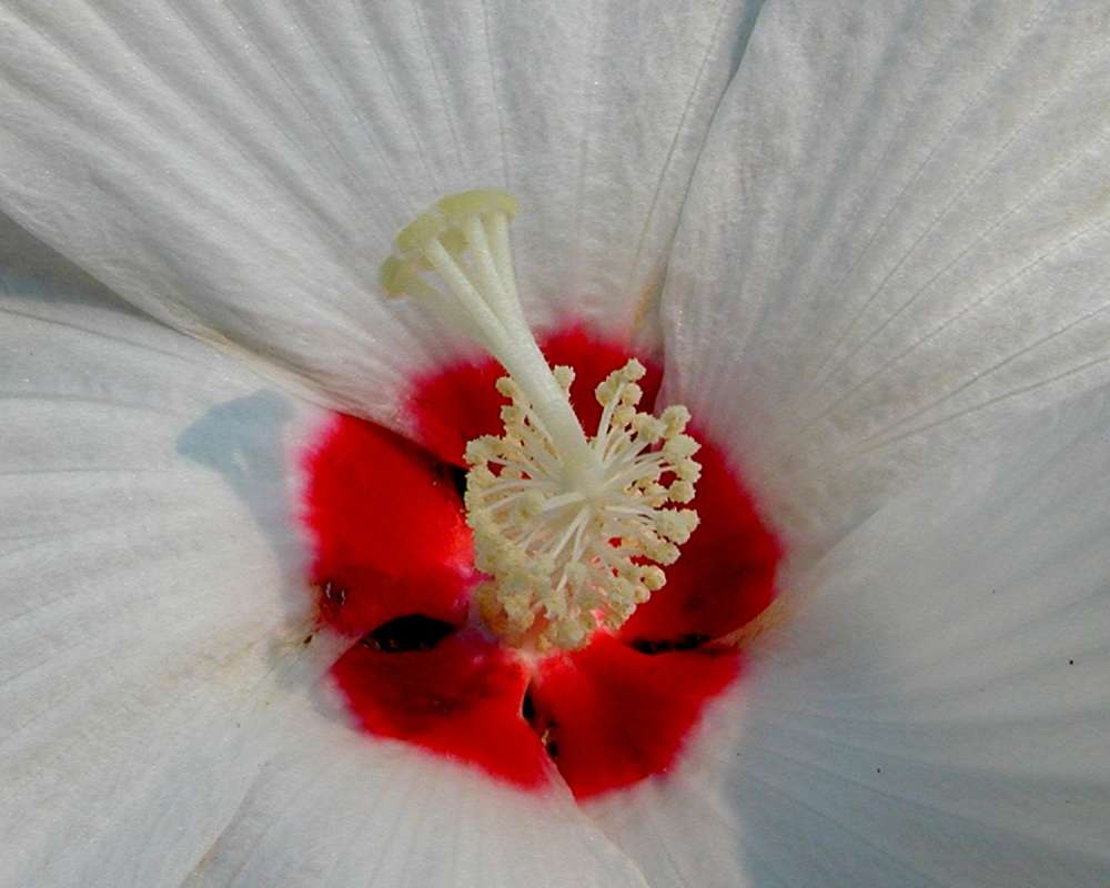 Flower Center - Very Close<br>(Location of Picture: Garden, Okanogan, Wa, USA, 2006)