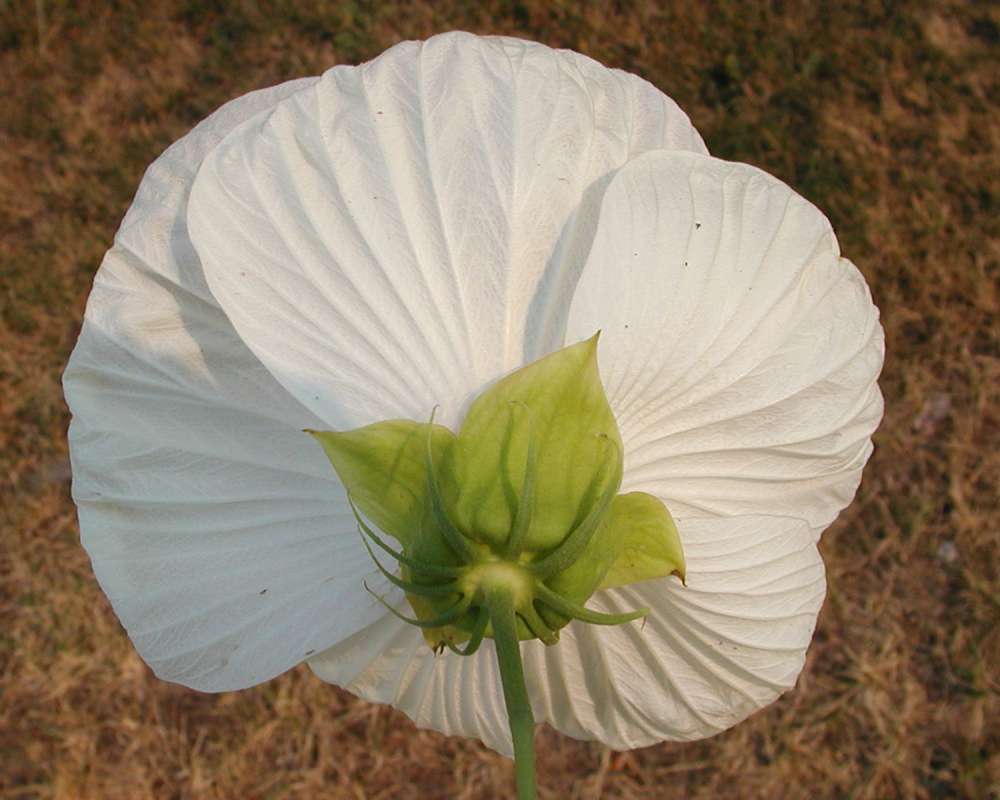 Rear View - White Flower<br>(Location of Picture: Garden, Okanogan, Wa, USA, 2006)