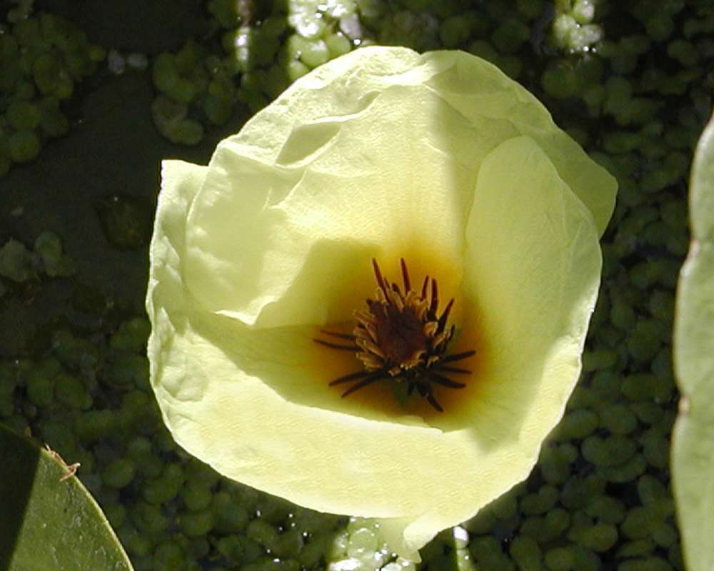 Flower and Leaves<br>(Location of Picture: Ornamental, Shady Creek, Wa, 2006)