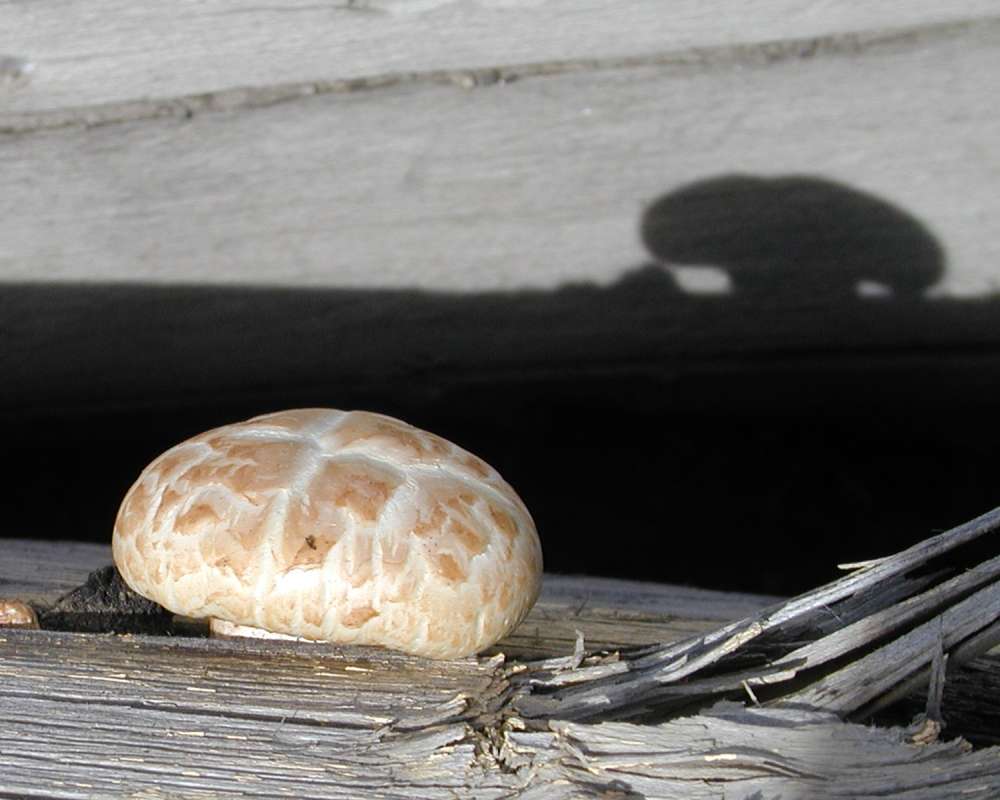 Young Specimen - Sdie View<br>(Location of Picture: Okanogan, Wa, USA, 2006)