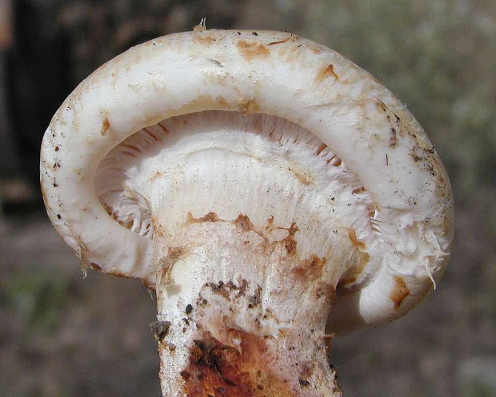 Young Specimen - Underside<br>(Location of Picture: Okanogan, Wa, USA, 2006)