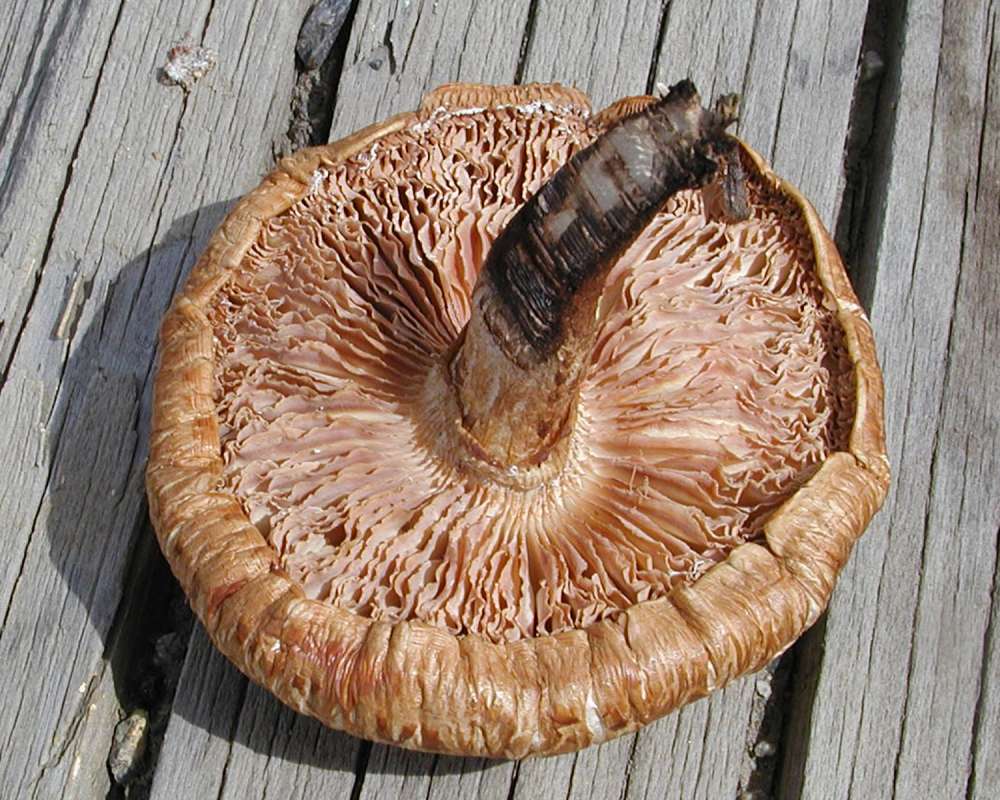 Mature Specimen - Underside<br>(Location of Picture: Okanogan, Wa, USA, 2006)