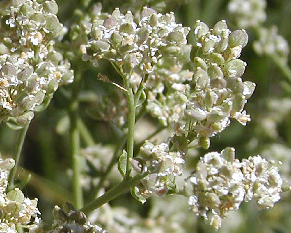 Post Bloom - Close View<br>(Location of Picture: Riverside, Washington, USA, 2006)