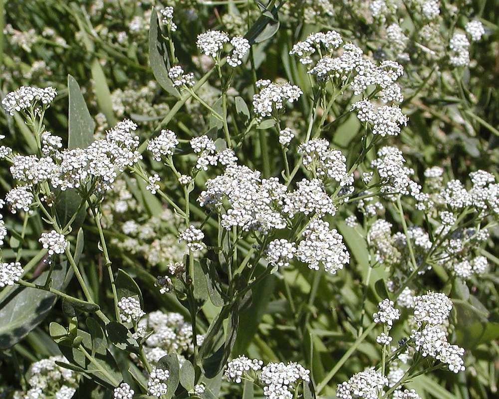 Top Of Plant in  Bloom<br>(Location of Picture: Riverside, Washington, USA, 2006)