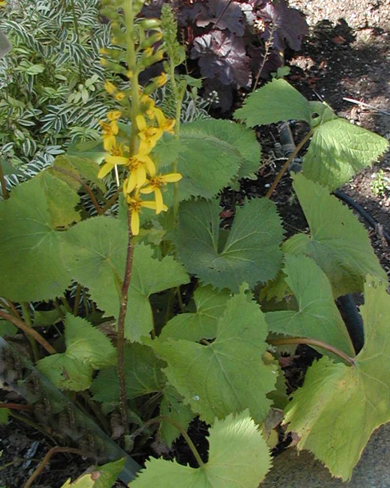 Silhouette View #2<br>(Location of Picture: Ornamental, Shady Creek, Wa, 2006)