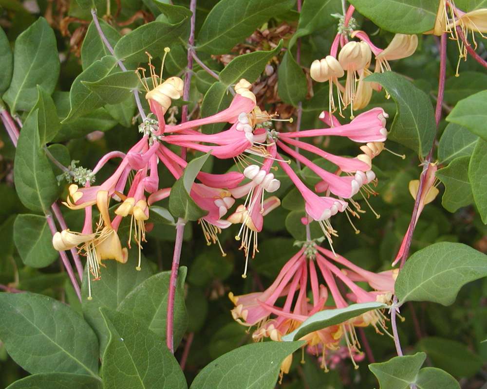 Top Of Plant in  Bloom<br>(Location of Picture: Ornamental, Okanogan, Wa, 2006)