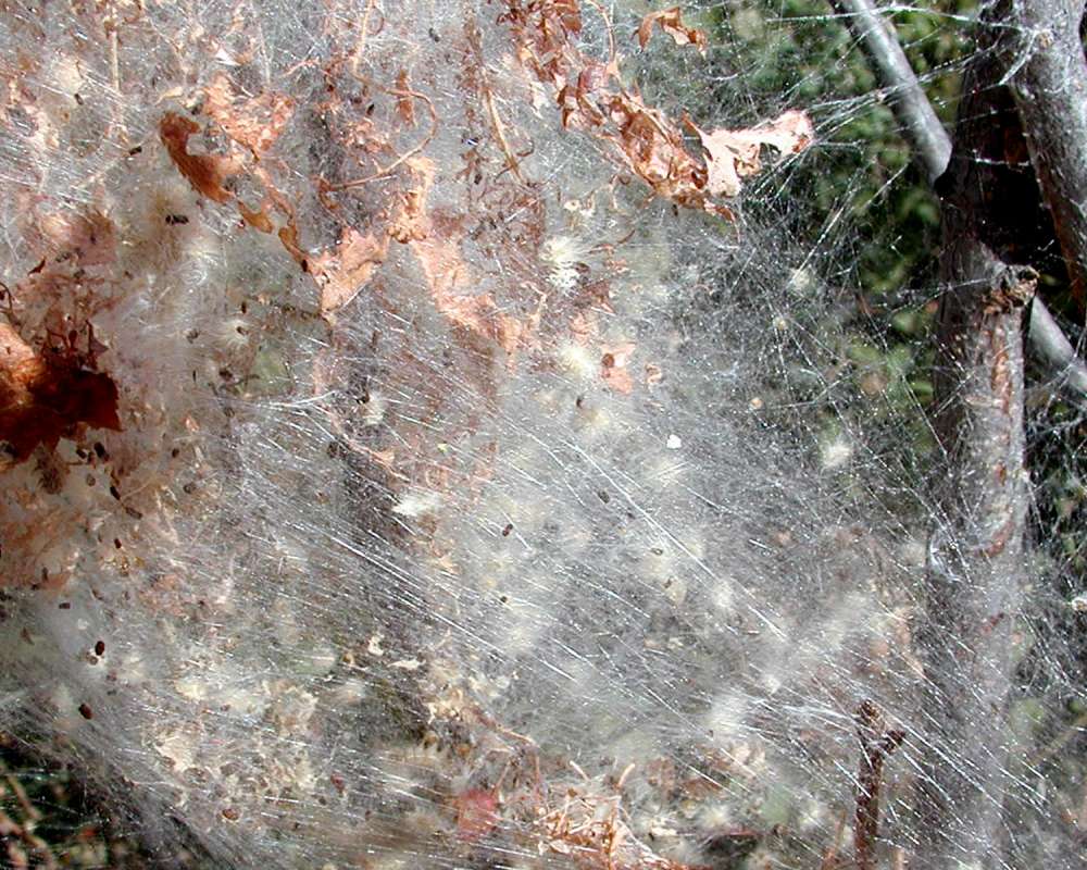 Close View Of Nest<br>(Location of Picture: Near Columbia River, Wa, USA, 2006)