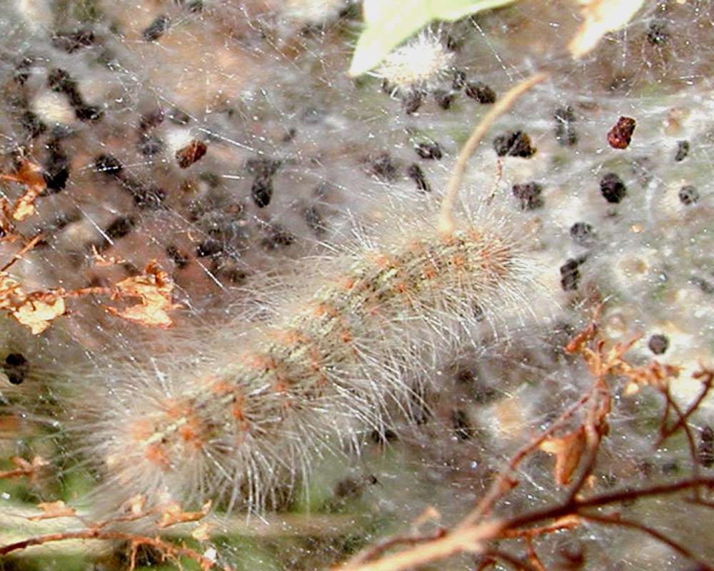 Larvae With Nest<br>(Location of Picture: Near Columbia River, Wa, USA, 2006)