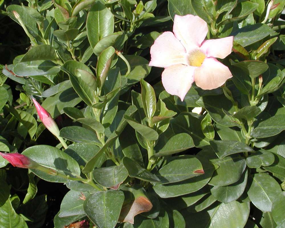 Top Of Plant Showing Leaves<br>(Location of Picture: Ornamental, Shady Creek, Wa, 2006)