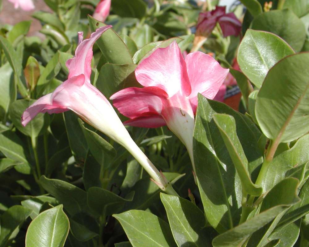 Flower - Side View<br>(Location of Picture: Ornamental, Shady Creek, Wa, 2006)
