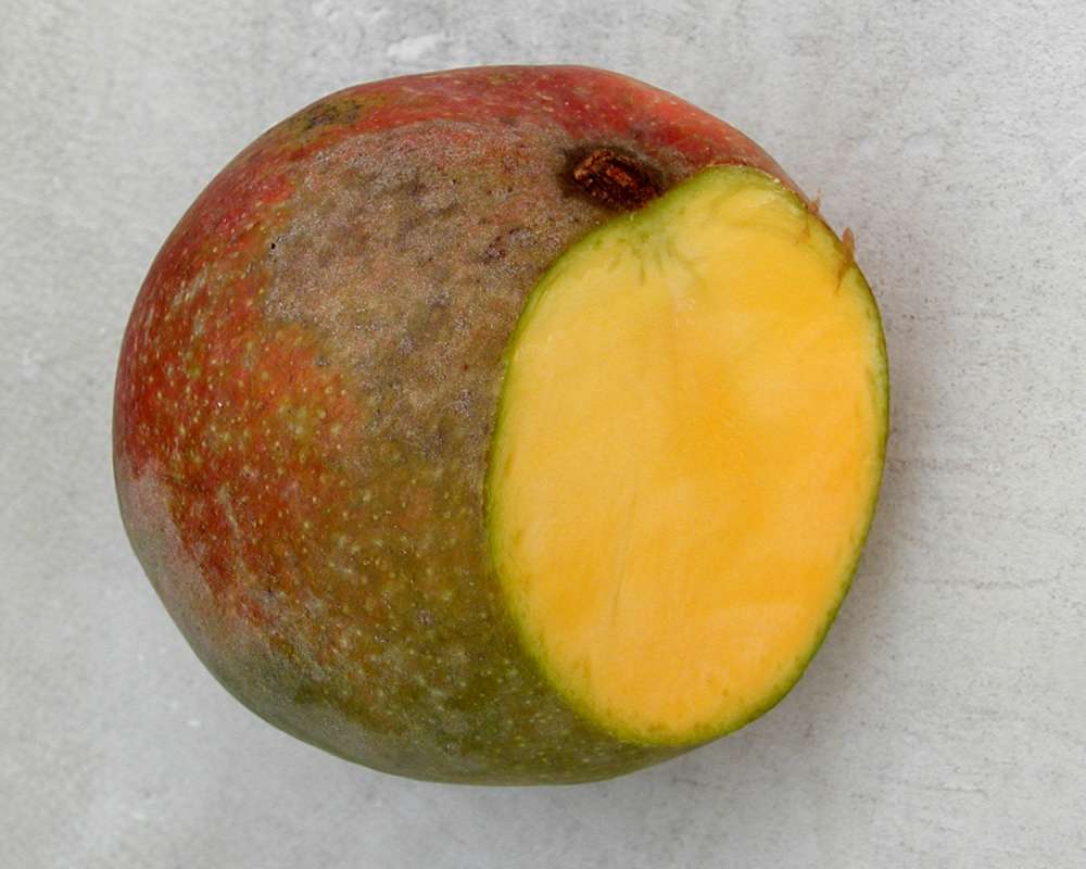 Seed Cover<br>(Origin of the Specimen: Grocery Trade - 2007)