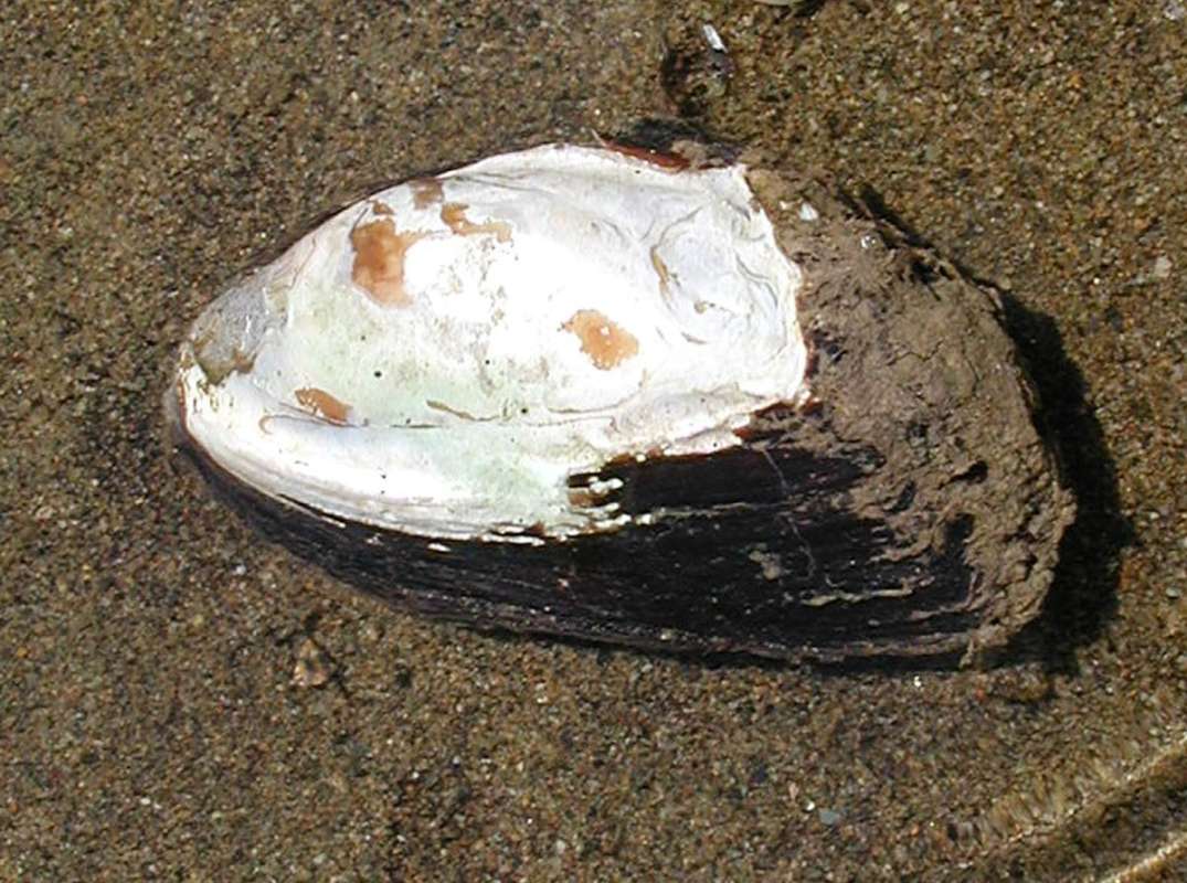 Side View<br>(Origin of the Specimen: Okanogan River, Washington, USA, 07)