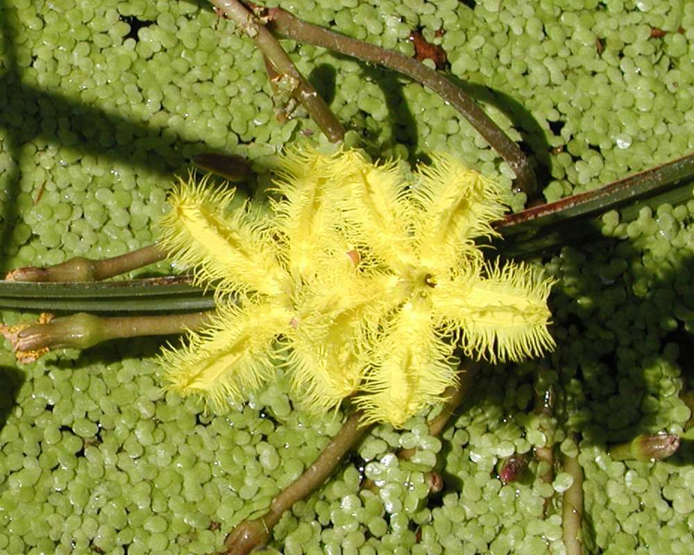 Habitat View Of Flower<br>(Location of Picture: Ornamental, Shady Creek, Wa, 2006)