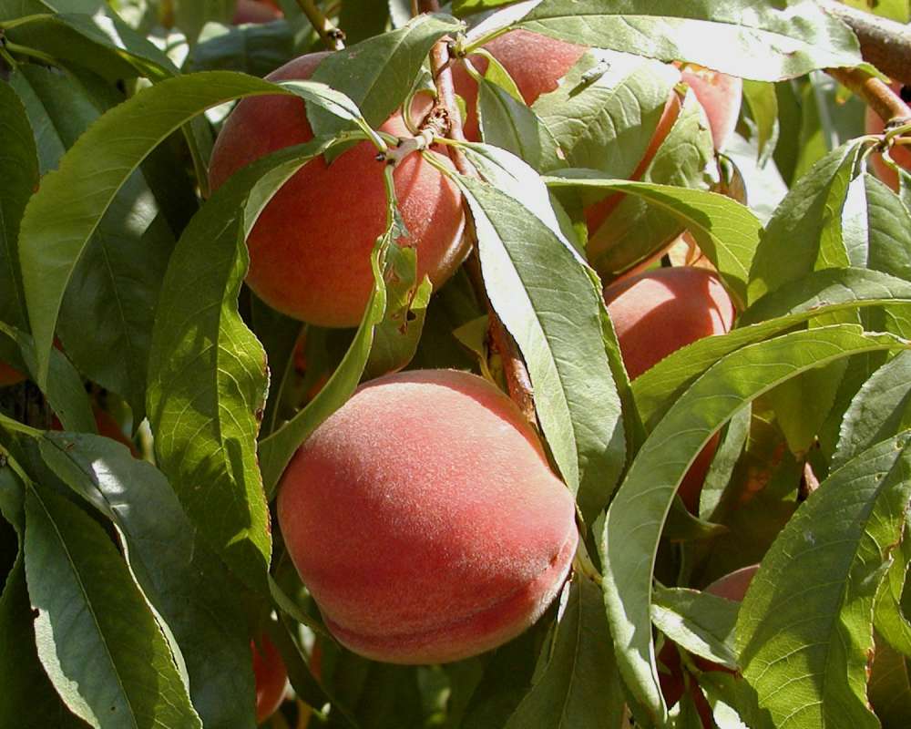 Fruit On Tree With Leaves<br>(Location of Picture: Okanogan, Wa, USA, 2006)