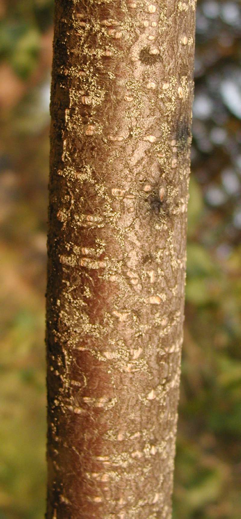 Bark<br>(Location of Picture: Neville Ridge, Wa, USA, 2006)