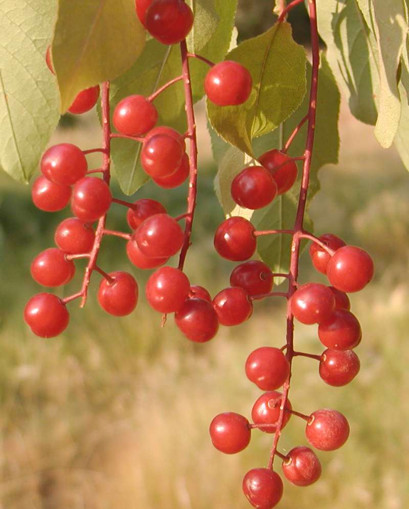 Fruits - Close View<br>(Location of Picture: Neville Ridge, Wa, USA, 2006)