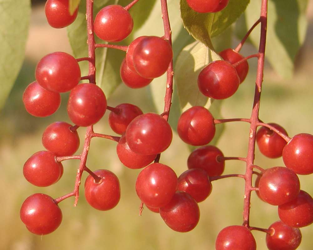 Fruits - Very Close View<br>(Location of Picture: Neville Ridge, Wa, USA, 2006)